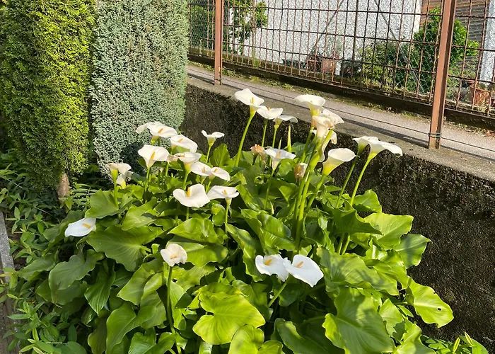 Rosi Appartement Lierna