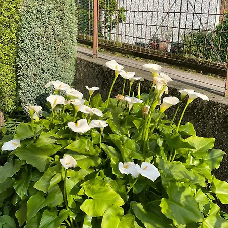 Rosi 아파트 리에르나